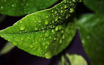 Drops, Macro, Wet, Sheet, Leaf, Form, Humid HD wallpaper