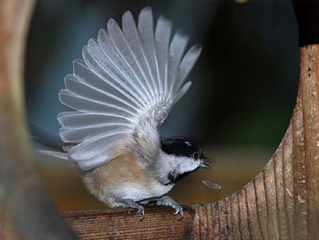 SPREAD YOUR WINGS & FLY, animal, feathers, bird, beautiful, beauty, winged, wing, thoughtful, , fly, lovely HD wallpaper