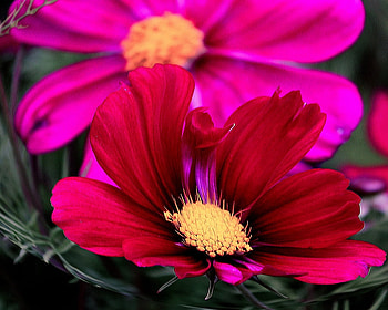 Beauty in Stillness, swirl, pink, daisy, flower, red, nature, effects HD wallpaper