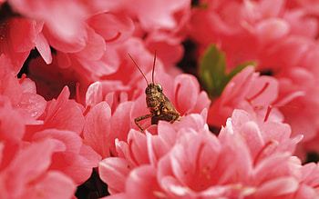 Insect, bug HD wallpaper