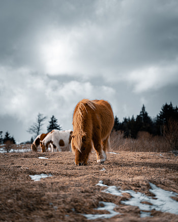 Animals, Fluffy, Animal, Horse, Pony, Icelandic Horse HD phone wallpaper
