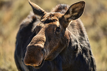 Animals, Muzzle, Ears, Beast, Elk HD wallpaper