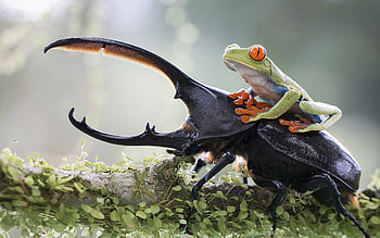 Beetle, Frog on a beetle, Animal HD wallpaper