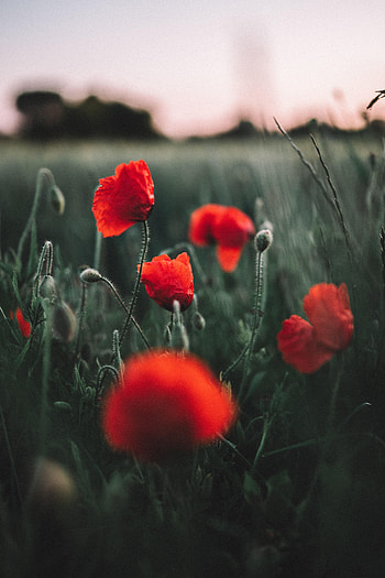 Flowers, Poppies, Field, Wildflowers HD phone wallpaper