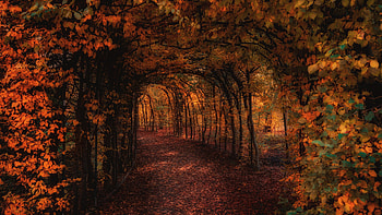 Yellow Green Trees Leaves Tunnel Nature HD wallpaper