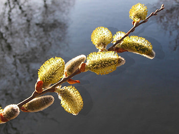 A Tree Grows, branch, growing, grow, tree HD wallpaper