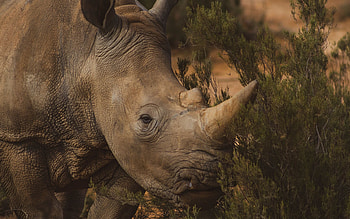 Brown rhino in grass, Serene grassland scene, Macbook air , Rhino in natural habitat HD wallpaper