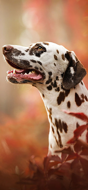 Dalmatian, Dogs HD phone wallpaper