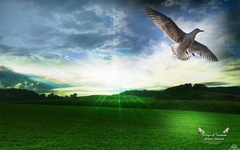 Wings of dom, green meadows, bird in flight, sunlight, art HD wallpaper