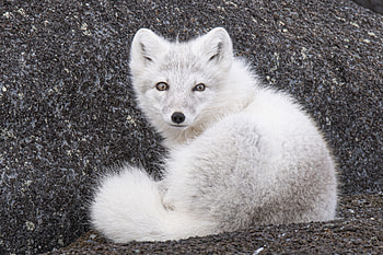 Arctic fox on tundra, Canadian wildlife, Big fish expeditions, Majestic sight HD wallpaper