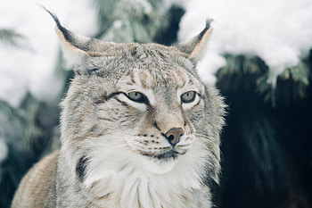 Lynx, Canada's wildlife, Yellowstone sanctuary, Protected species HD wallpaper