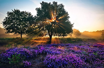 Flower Field, Field, Nature, Flower, Tree HD wallpaper
