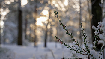 Needles Branches With Snow Forest Blur Bokeh Background graphy graphy HD wallpaper