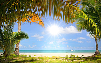 Pure Paradise, sand, palm, tree, beach, ocean HD wallpaper