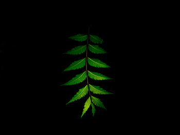 Leaf, portrait, green HD wallpaper