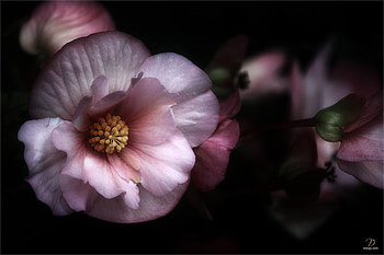 Lavinia, purple, beautiful, nature, flower HD wallpaper