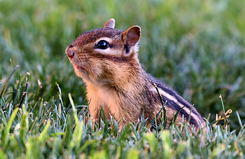 Chipmunk, animal, nuts, tail HD wallpaper