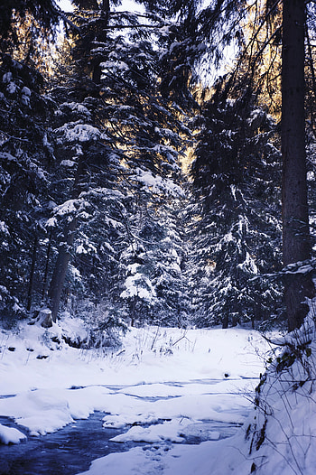 Winter, Nature, Trees, Snow, Forest HD phone wallpaper