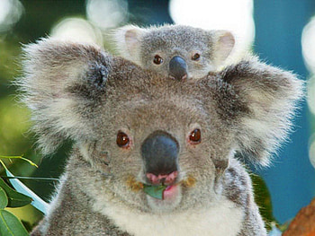 Koalas, animal, joey, koala, Australia, mother HD wallpaper