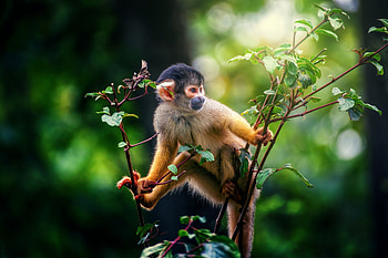 Squirrel monkey, Monkey , Monkey HD wallpaper