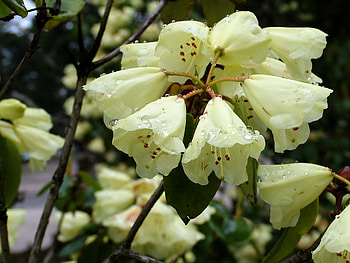 Flowers, Drops, Freshness, Azalea HD wallpaper