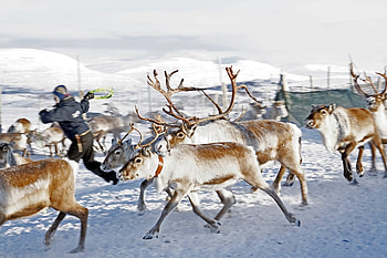 Winter Trek, team, antlers, journey, ice HD wallpaper