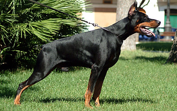 Animals, Grass, Leash, Hunting, Hunt, Alertness, Doberman HD wallpaper
