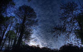trees, night, blue, clouds, sky HD wallpaper