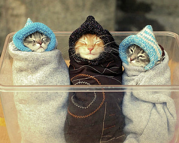 Hey...it's cold outside., cats, cute, nature, animals HD wallpaper