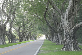A mesmerizing tree-lined road in Hobe Sound, Florida, showcasing twisting trunks and lush greenery. HD wallpaper