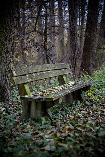 A wooden bench surrounded by fallen leaves and trees in an autumn forest setting. HD phone wallpaper