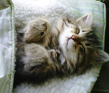 Sleeping Beauty, cats, sleeping, animals, Beauty HD wallpaper
