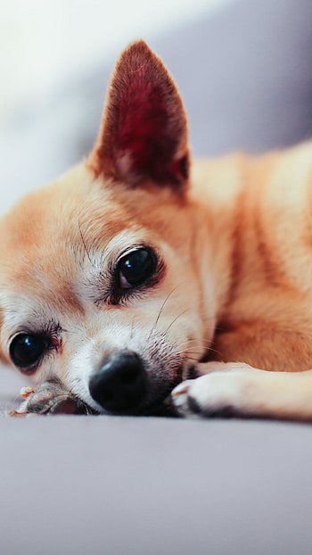 Chihuahua puppy, , Cute dog, News for dog lovers HD phone wallpaper