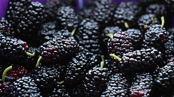 Black mulberry tree, Hardy species, Outdoor cultivation, Fruiting excellence HD wallpaper