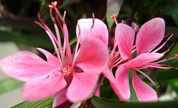 together, beautiful, smooth pink HD wallpaper