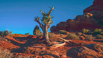 Arches National Park, Utah, landscape, rocks, tree, usa, sky HD wallpaper