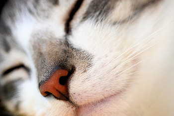 Macro, Cat, Muzzle, Grey, Nose HD wallpaper