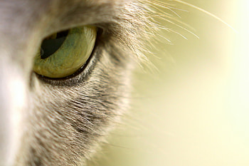 I see you, animal, skin, pisici, cat, eye HD wallpaper