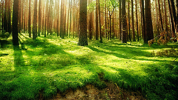 Beautiful Forest, sunshine, forests, beautiful, grass, day, light, green, trees, nature HD wallpaper