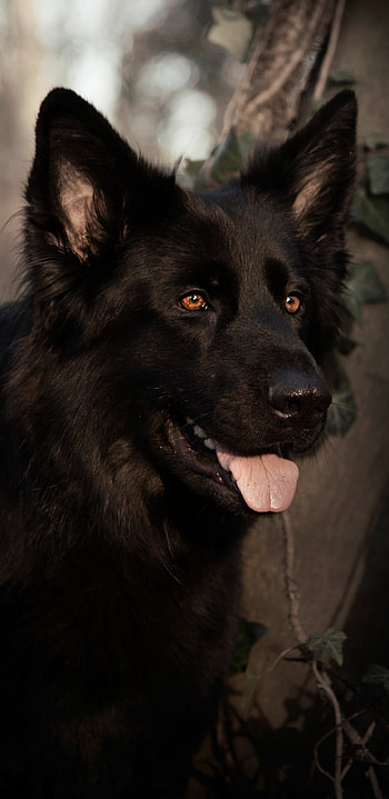 German Shepherd, , Samsung Galaxy , Striking canine beauty HD phone wallpaper