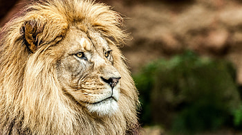 LEO THE LION, STARE, BIG, MANE, CAT HD wallpaper