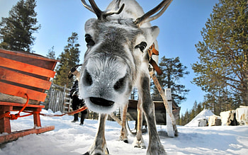 Reindeer, winter, looking, sleigh, snow, trees, funny HD wallpaper
