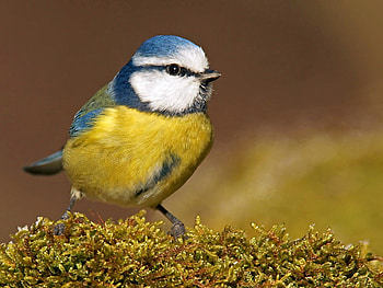 Little Bird, beautiful, bird, , little HD wallpaper