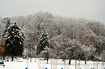 After the snow, scenic snow, snowy trees, scenic winter, snow, beautiful snow HD wallpaper