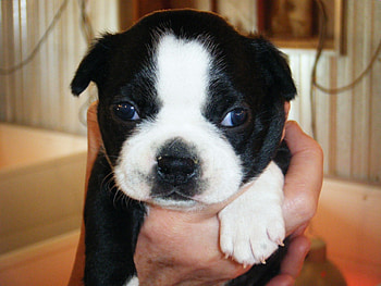 Boston terrier puppy, dog, cute, puppy, boston terrier HD wallpaper
