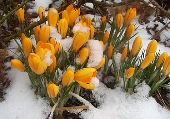 Strive for Life, crocus, yellow, flower, snow, spring HD wallpaper
