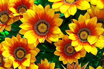 Gazania flower, summer, gazania, flower, garden, beautiful, spring HD wallpaper