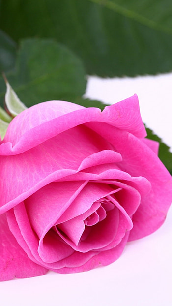 Beautiful Flowers Roses, Beautiful, Rose, Flower HD phone wallpaper