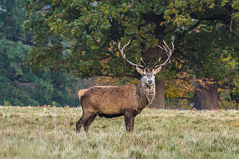 Animals, Grass, Worth, Deer HD wallpaper