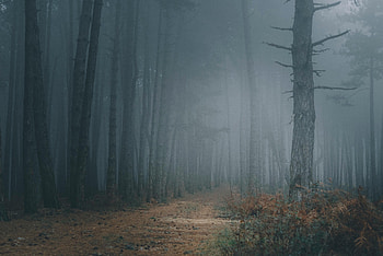 Nature, Trees, Forest, Fog, Path, Darkness HD wallpaper